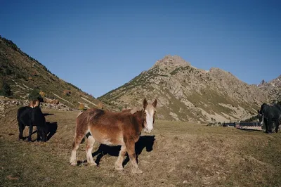 Discover Andorra: An Exclusive Day Trip from Barcelona