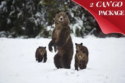 Yellowstone Winter Tour: Wildlife, Geysers & Hot Springs!