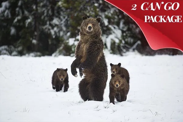 Yellowstone Winter Tour: Wildlife, Geysers & Hot Springs!