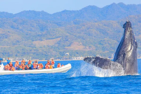 Puerto Vallarta Whale Watch: See Humpbacks!