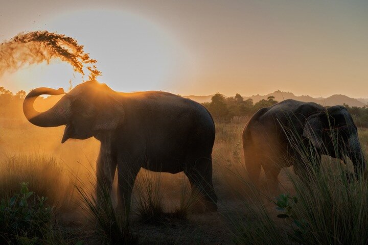 Ethical Elephant Encounters: A Sanctuary Visit in Jaipur