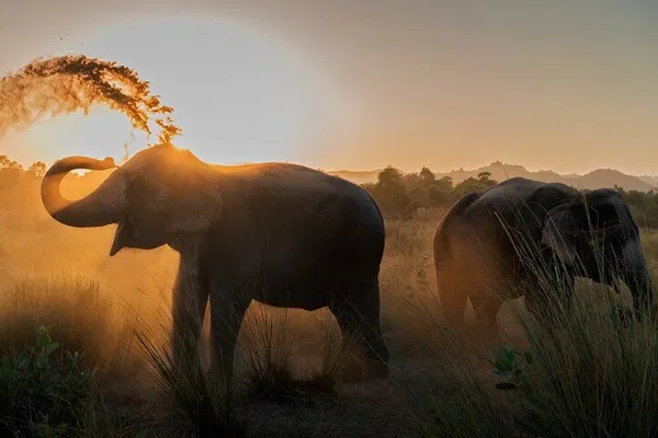 Ethical Elephant Encounters: A Sanctuary Visit in Jaipur