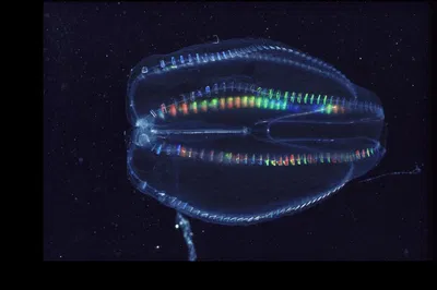 Paddle into Paradise: Bioluminescent Kayak Adventure in Cocoa Beach