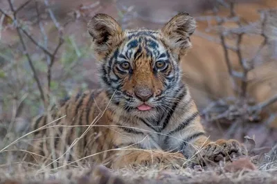 Luxury Golden Triangle Tour with Ranthambore: 5-Day Private Trip