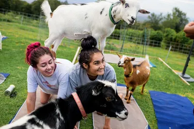 Maui Sunset Goat Yoga: Live Music & Cuteness!