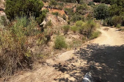 Uncover Barcelona's Hidden Wildlife: A Private Hiking Adventure