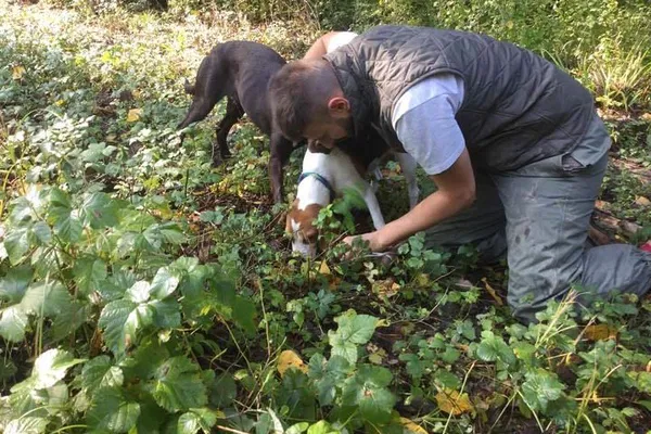 Unearth Culinary Gold: A Truffle Hunting Expedition in Rovinj's Heart!