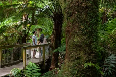 Unveiling Australia's Wonders: A 3-Day Great Ocean Road & Grampians Adventure