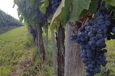 Tuscany Wine Tour: Indulge in Chianti's Finest from Rome