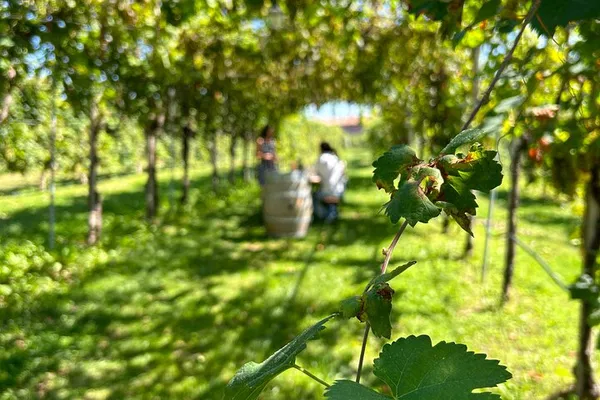 Prosecco Road Tour: Private, All-Inclusive Wine Adventure