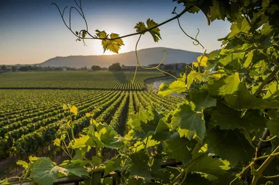 Uncork Rome: Wine Tasting Tour in the Countryside