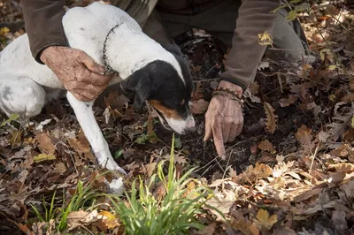 Truffle Hunt & Lajatico's Theater of Silence