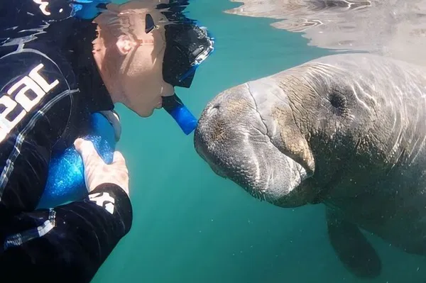 Swim With Manatees: Semi-Private Tour, Photos Incl.