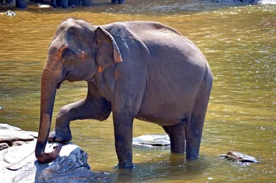 Taj Mahal Tour: Elephants & Bird Sanctuary (from Delhi)