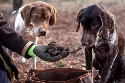 Unearth Istrian Treasures: Truffle Hunting Adventure from Rijeka