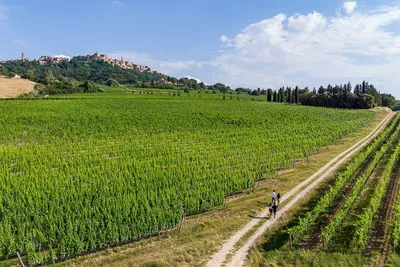 Montepulciano Wine Tour: Taste Tuscany's Best Wines