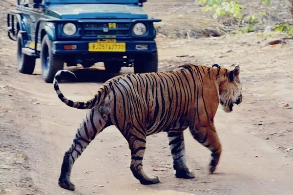Ranthambore Wildlife Tour: 2-Day Private Safari from Jaipur