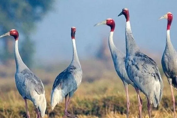 Escape to Nature: Agra to Bharatpur Bird Sanctuary Day Tour