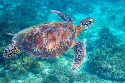 Waikiki Turtle Snorkeling Tour: Dive into Paradise with Stunning Skyline Views!