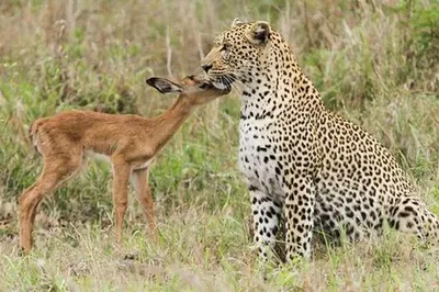 Jhalana Leopard Safari: A Thrilling Jaipur Adventure with Overnight Stay