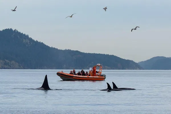 Victoria's Zodiac Whale Adventure: Thrills & Marine Wonders!