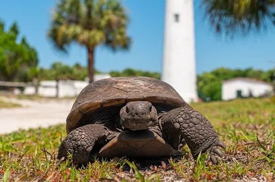 Egmont Key Ferry: Ft. DeSoto Dolphin & Shelling Trip