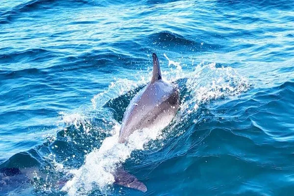Savannah Sailing Cruise: Dolphins, Views & BYOB Fun!