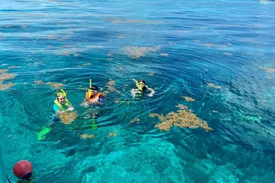 Florida Keys Snorkel Trip: Reefs & Marine Life!