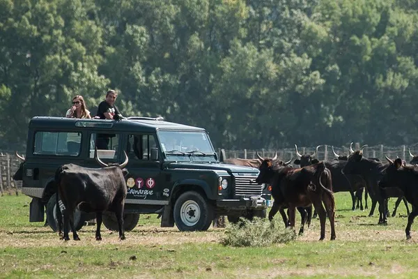 Camargue Safari: Unveiling Nature's Wonders on a Thrilling 4x4 Adventure