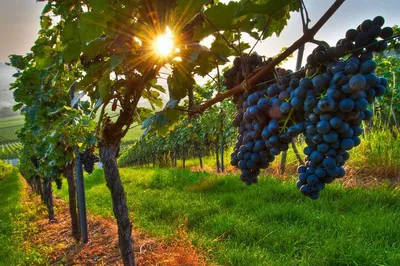 Frascati Wine Tour: Sip, Savor, and See Italy's Hidden Gem from Rome