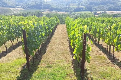 Tuscan Dream: Private Florence to Siena Transfer with Chianti Wine Bliss