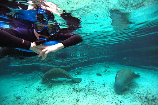 Swim with Gentle Giants: Small Group Manatee Snorkel Adventure in Crystal River