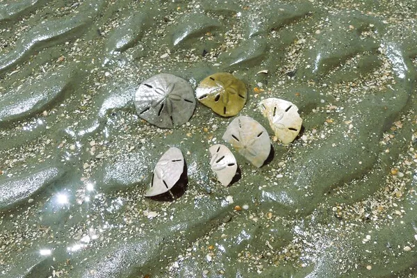 Uncover Coastal Treasures: Vanishing Mile Isle Beachcomber Adventure