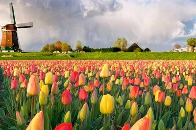 Keukenhof & Tulip Field Private Tour: A Customizable Floral Adventure
