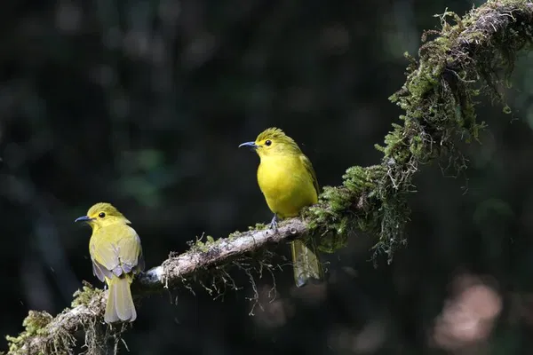 Dandeli Bird Photography Tour: Capture Western Ghats' Avian Wonders
