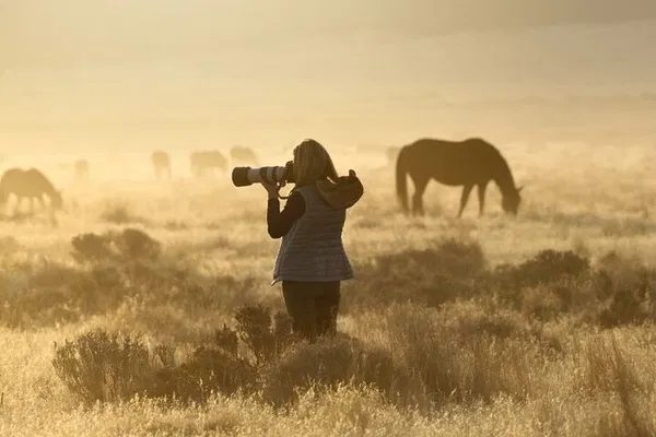Onaqui Wild Horse Photo Adventure: Capture Utah's Majestic Mustangs