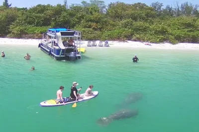Siesta Key Dolphin Cruise & Sandbar Fun!