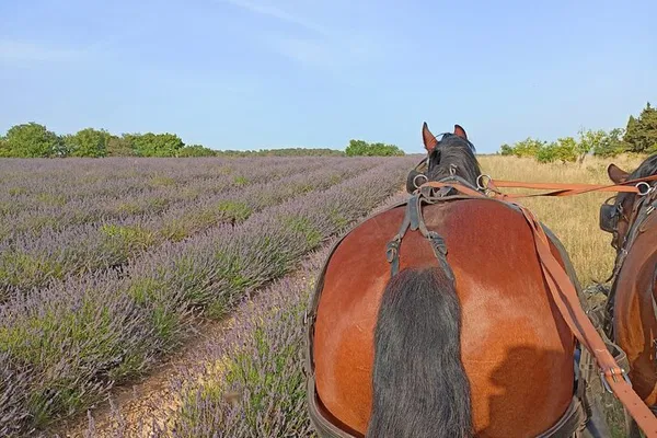 Enchanting Luberon: Horse-Drawn Carriage Ride Through Gordes' Countryside