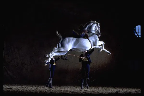 Andalusian Horses Dance Show: Seville's Equestrian Ballet