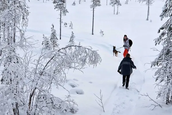 Lapland Husky Hike: Snowshoeing Adventure in Winter Wonderland