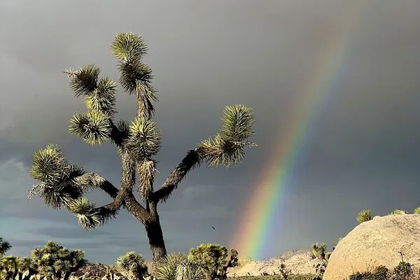 Joshua Tree Tour: See Iconic Views & Hidden Spots!