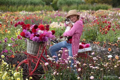 Dahlia Farm Tour: Pick Your Own Bouquet in Voorhout