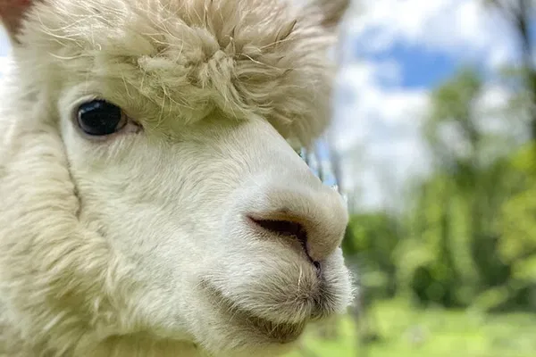 Lilymoore Alpaca Farm Tour: Snuggle with Sparkles