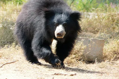 Taj Mahal & Bear Rescue: A Day of Wonder and Wildlife