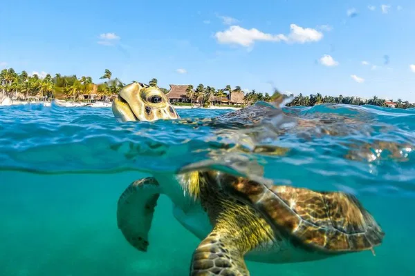 Unforgettable Playa del Carmen Adventure: Turtles & Cenotes - A Private Journey