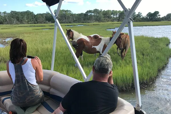 Chincoteague Pony & Wildlife Boat Tour: Up-Close Bay Views