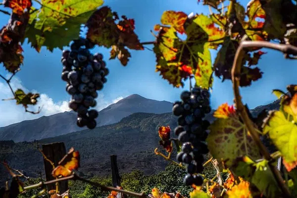 Etna Volcano & Wine Tour: Taste Sicily!