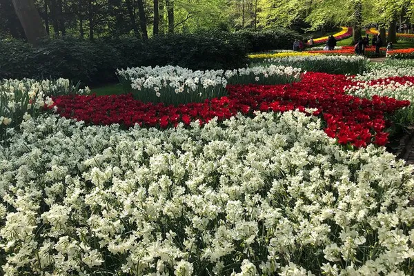 Unforgettable Dutch Delight: Tulips, Windmills & Zaanse Schans Adventure!