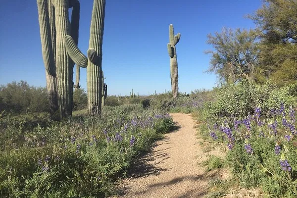 Explore Scottsdale's Sonoran Desert: A Personalized Hiking Adventure