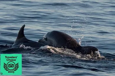 Dolphin Sunset Tour: Brijuni Panorama Cruise